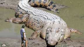 10 Abnormally Large Crocodiles That Actually Exist