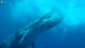 Giant Whale appears from nowhere and swallows a ball of fish!