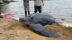 272kg turtle returned to the sea after getting stranded by a river (Leatherback)