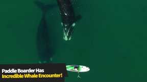 Paddleboarder Has Incredible Encounter With Whales!?