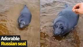 Adorable Seal enjoys stroke from passersby on shore of Lake Baikal