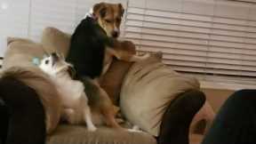 Big dog fights little dog for chair. Who will win?