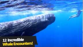 12 Incredible Whale Encounters Caught On Camera