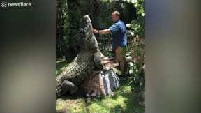 Caretaker strokes HUGE Nile crocodile