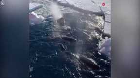 Pod of Orcas on the lookout for seals in Antarctica