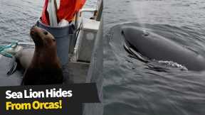 Desperate sea lion hides from orcas on the hunt!
