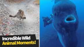Incredible Wild Animal Moments - These Are INTENSE!