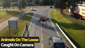Animals On The Loose Causing Havoc Compilation