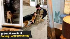 10 Best Moments Dogs Greeting Their Owners! ? ?