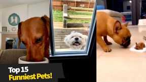 Top 15 Funniest Pet Moments Caught On Camera