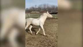 Beautiful excitable white horse loves destroying balls