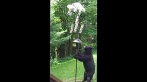 Persistent black bear doesn't give up in pursuit of bird feeder snack ?