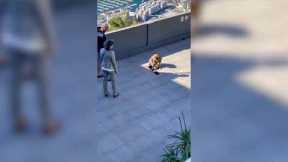 Cheeky monkey snatches tourist's bag in Gibraltar ? #shorts