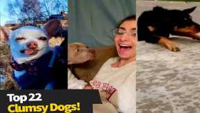 Top 22 Clumsy Dogs! ??