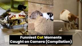 The BEST Cat Moments Caught On Camera (Dec 2021)