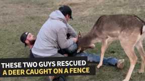 Deer saved from a tangled mess!