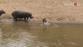 Brave wildebeest calf escapes group of angry hippos