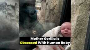 New mother Gorilla Shares Sweet Moment With a Newborn Baby