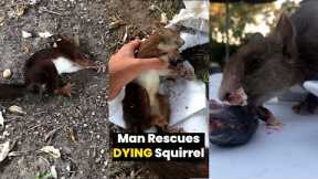 Squirrel Found Having a Seizure, Saved Just in Time!