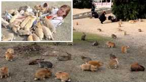 The Island INFESTED with Cute Rabbits