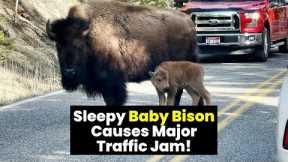 Baby Bison Stops Traffic in Yellowstone