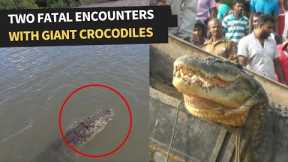 MONSTER Sized Crocodile Saved and Released