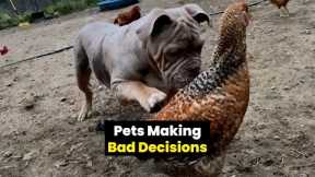Pets Making Hilariously Bad Decisions