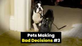 Pets Making Bad Decisions #3