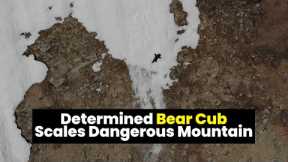 Baby bear clings on for life climbing a steep mountain