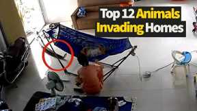 Top 12 Animals Invading Homes