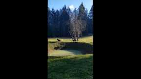 Two playful sheep chase dog around yard