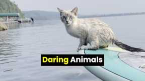 These Are The Most Daring Animals Ever!
