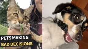 Pets Making Bad Decisions