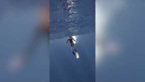 Free Diver Has a Close Encounter With a Baby Whale #shorts #diving