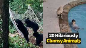 Most Clumsy Animal Moments Caught On Video