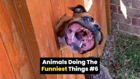 Animals Do The Funniest Things #6