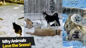 These Animals Absolutely Love the Snow!