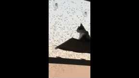 Cat Reacts To A Bird Migration Right Outside It's Window #shorts