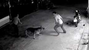 Animals Protecting Their Owners CAUGHT ON VIDEO!!