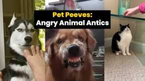 Animal Antics: These Pets Are Not Impressed