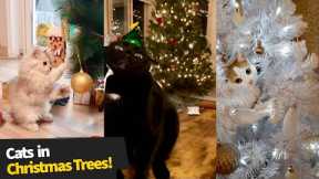 Holiday Fails: Cats Inside Christmas Trees