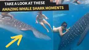 Amazing Whale-shark Moments Caught On Camera