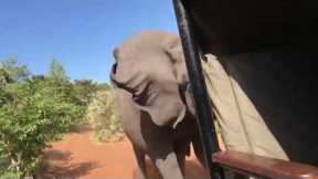 Moment Wild Elephant Charges Safari Vehicle