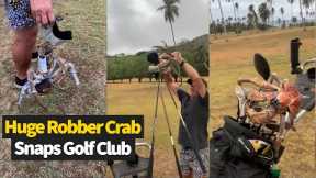HUGE COCONUT CRAB Snaps Golf Club In Half