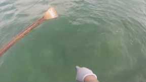 Huge Shark Repeatedly Attacks Fishermen In Canoe Off Florida Coast