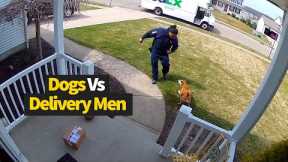 Top 12 Moments Dogs vs Delivery Drivers