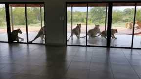Terrifying Moment South Africa Family Find Pride Of Lions Staring Through Their Front Door