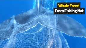 Mother Humpback Whale Found Tangled In a Fishing Net
