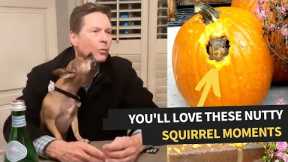 The Best Squirrel Videos Caught On Camera