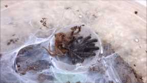 Amazing Footage of Tarantula Shedding skin